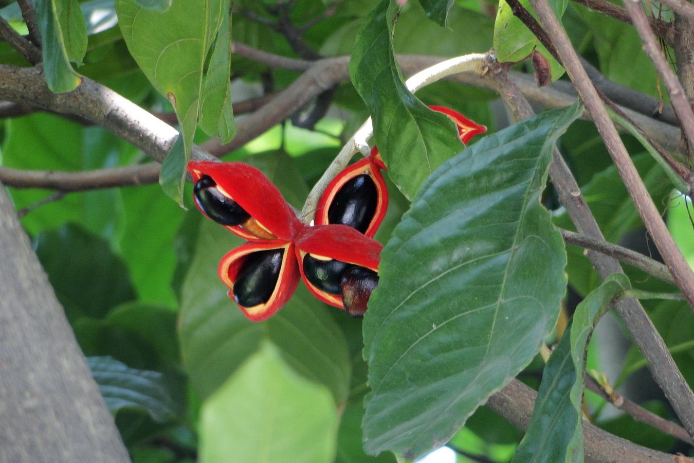 Sterculia subracemosa seed