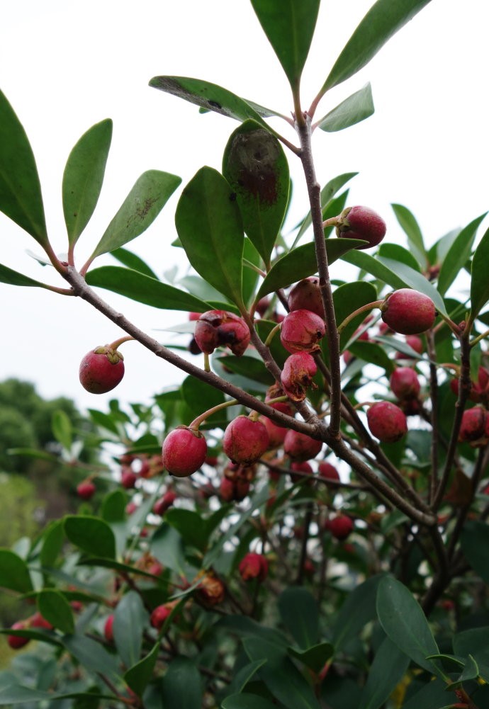 Ternstroemia gymnanthera seed