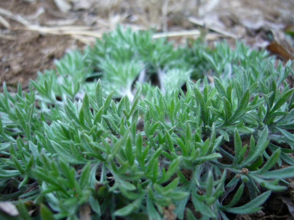 Artemisia capillaris seed