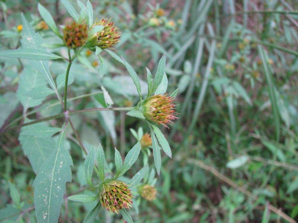 Bidens tripartita seed