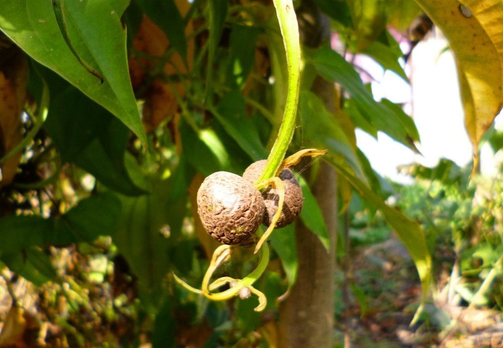 Dioscorea polystachya seed