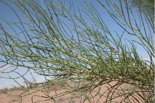 Haloxylon persicum seed