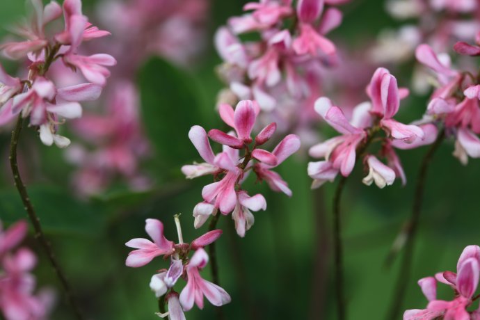 Indigofera amblyantha seed