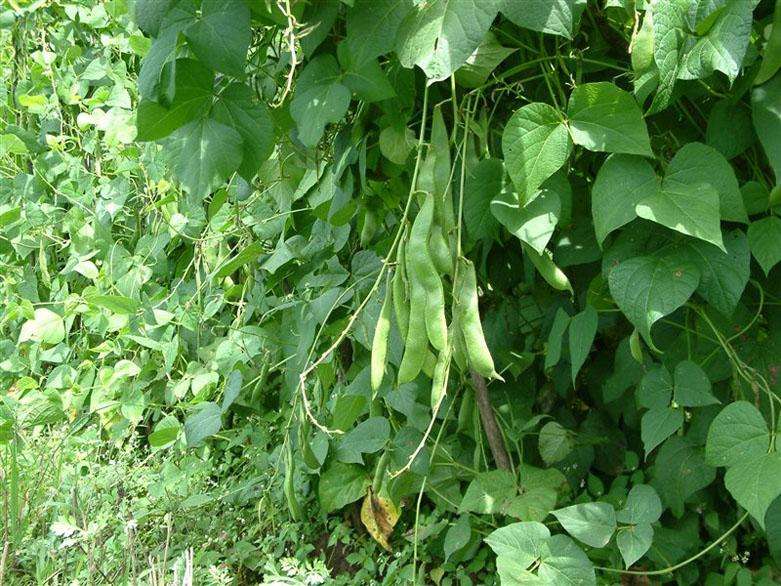 Phaseolus vulgaris seed