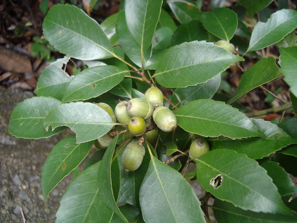 Quercus myrsinifolia seed