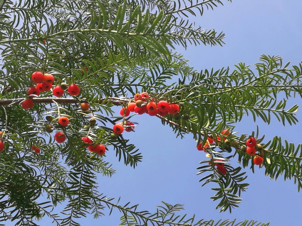 Taxus wallichiana seed