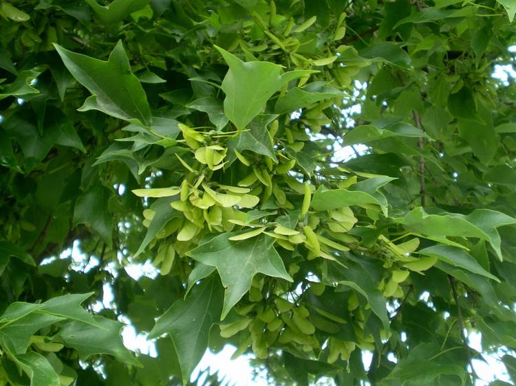 Acer buergerianum seed