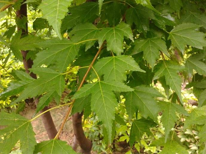 Acer ginnala seed