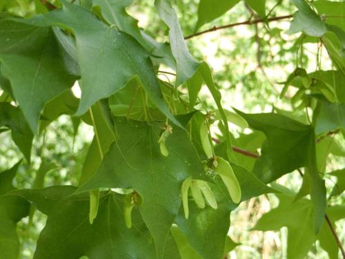 Acer truncatum seed