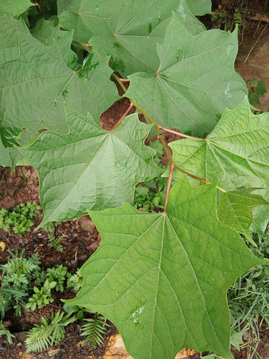 Alangium platanifolium seed