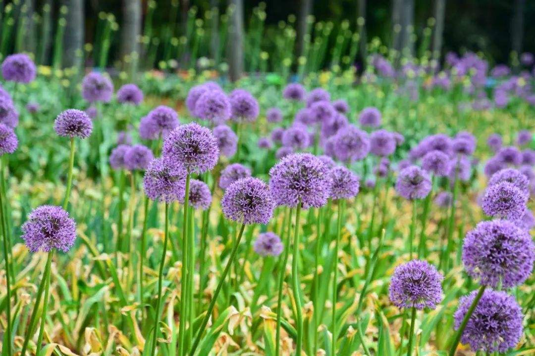 Allium giganteum seed