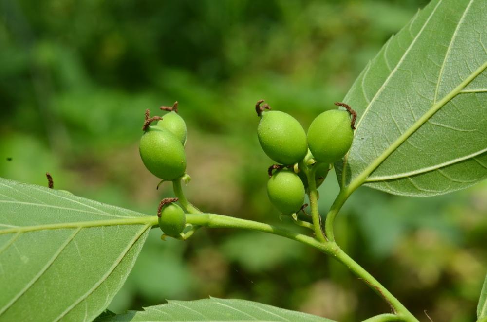 Aphananthe aspera seed