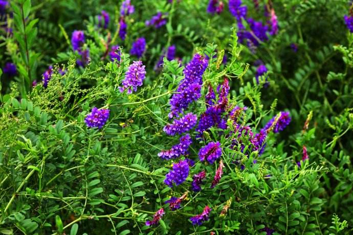 Astragalus adsurgens seed