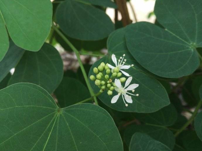 Bauhinia brachycarpa seed