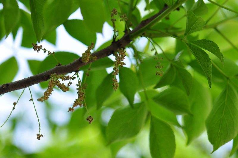 Bischofia polycarpa seed