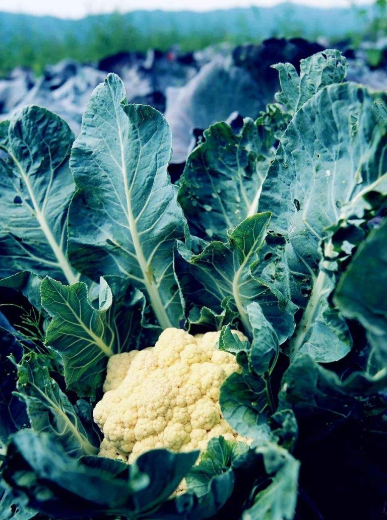 Brassica oleracea seed BELL Garden Company,Wholesale Plant seeds