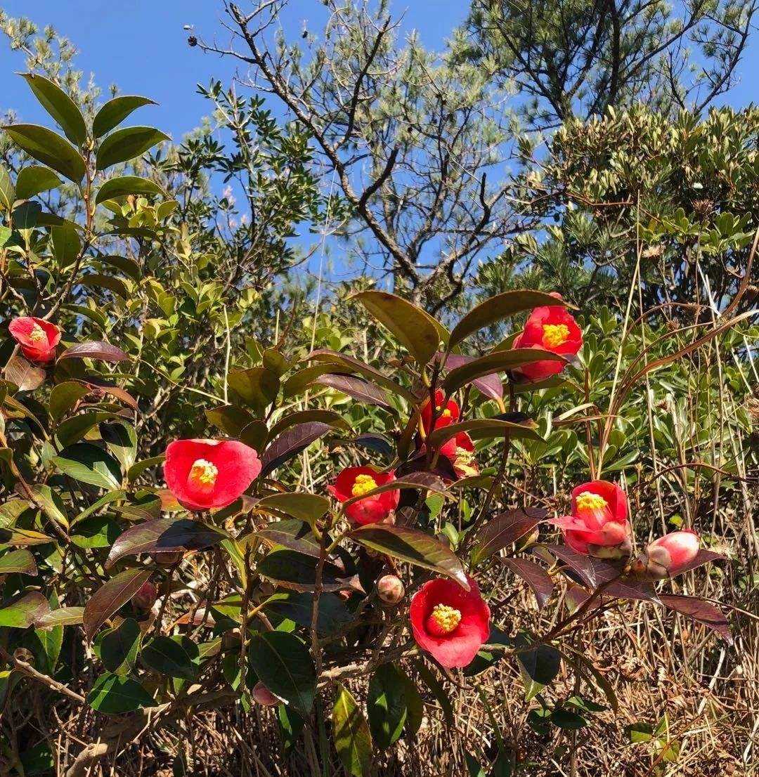 Camellia Crassicolumna seed