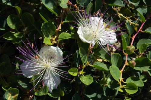 Capparis himalayensis seed