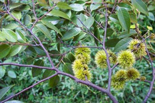 Castanopsis hystrix seed