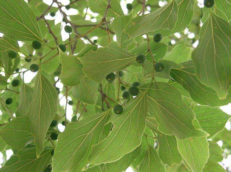 Celtis sinensis seed