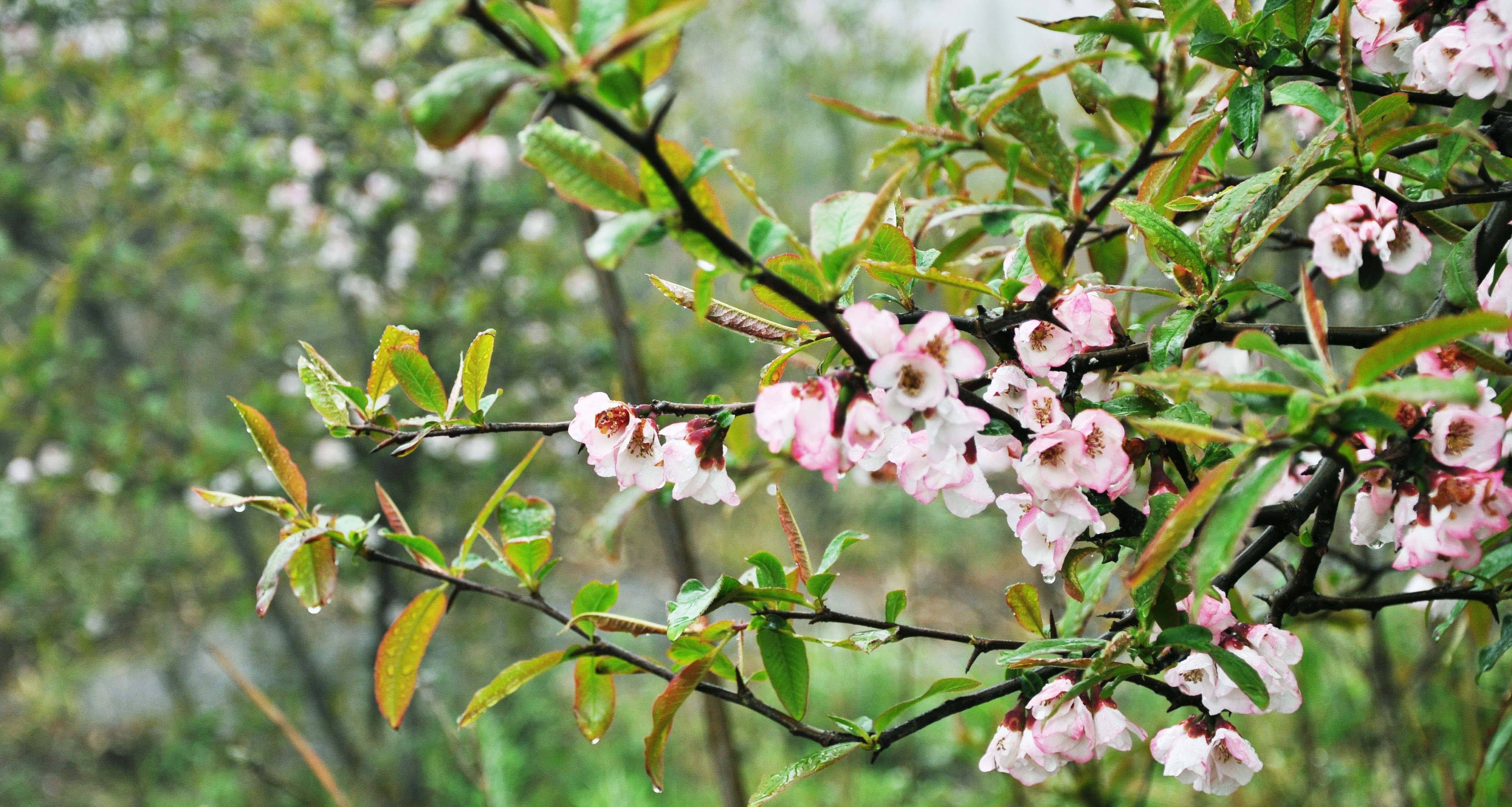 Chaenomeles sinensis seed | BELL Garden Company,Wholesale Plant seeds
