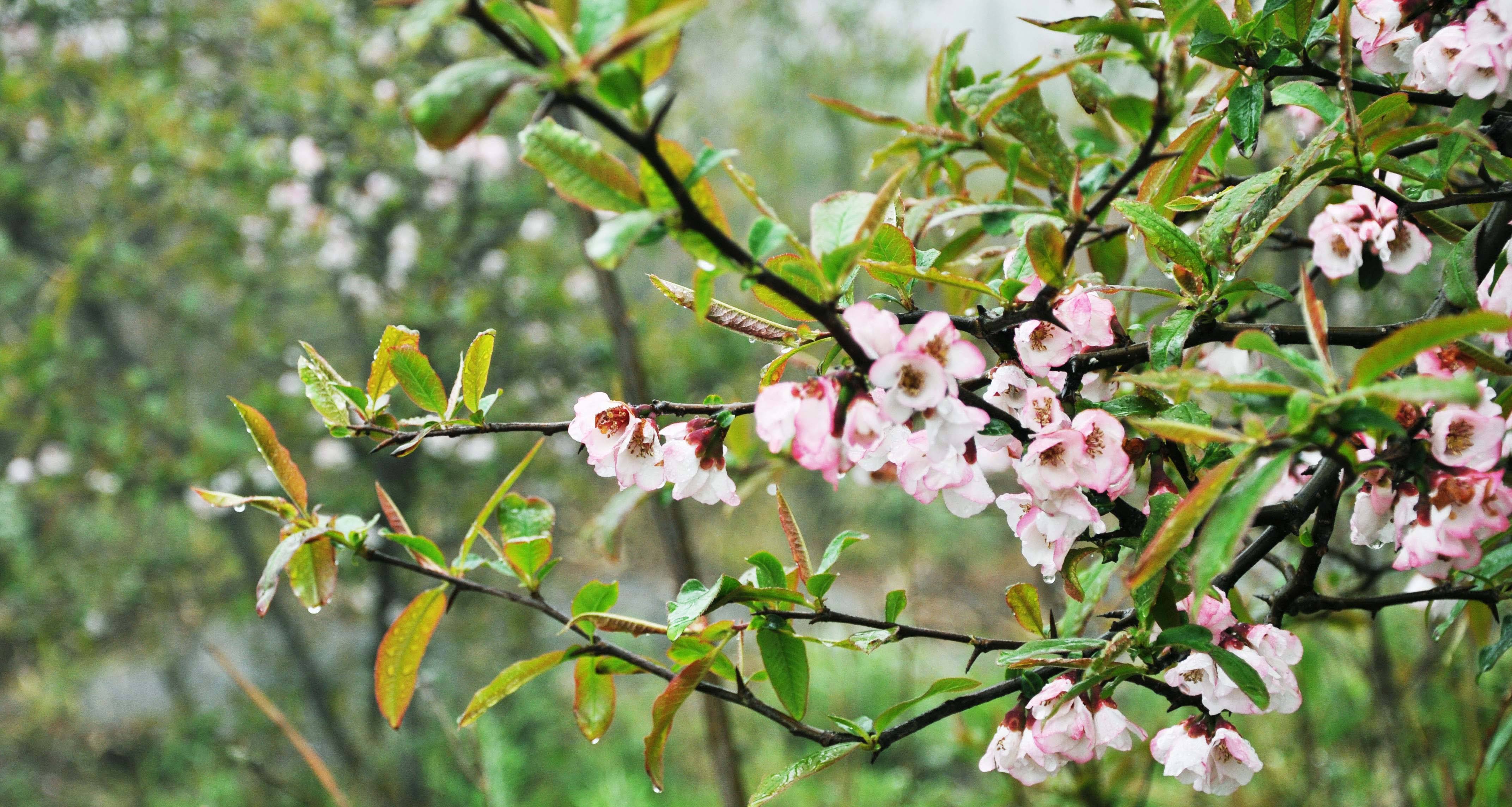 Chaenomeles sinensis seed