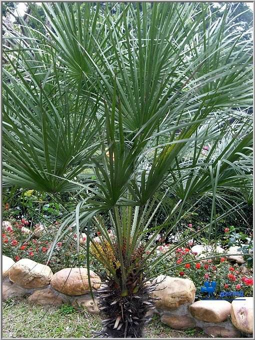 Chamaerops humilis seed