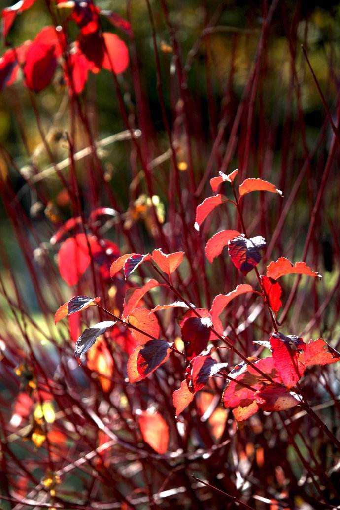 Cornus alba seed