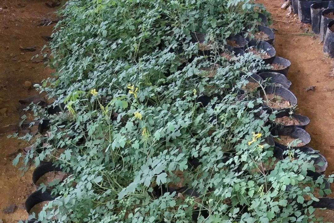 Corydalis saxicola Bunting seed