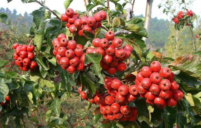 Crataegus pinnatifida seed