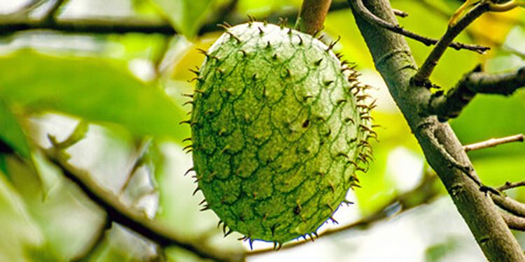 Cucumis metuliferus seed