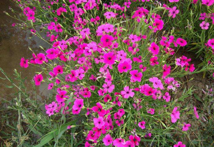 Dianthus deltoides seed