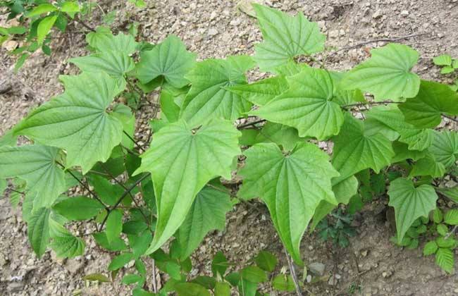 Dioscorea nipponica seed