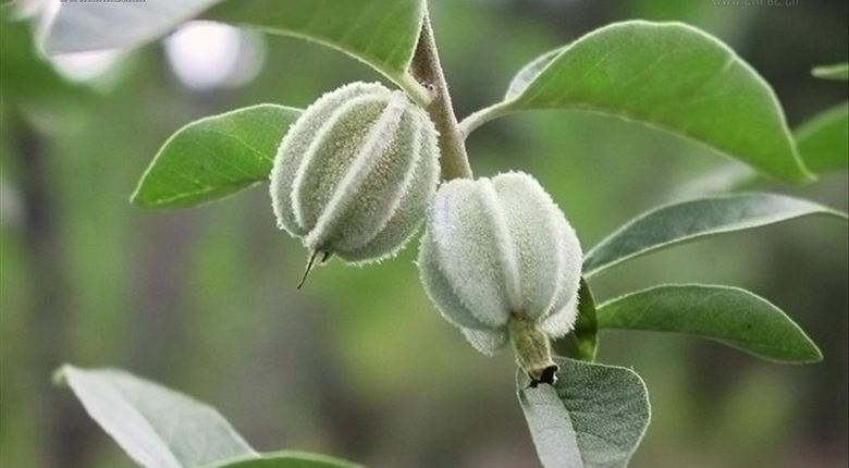 Elaeagnus mollis seed