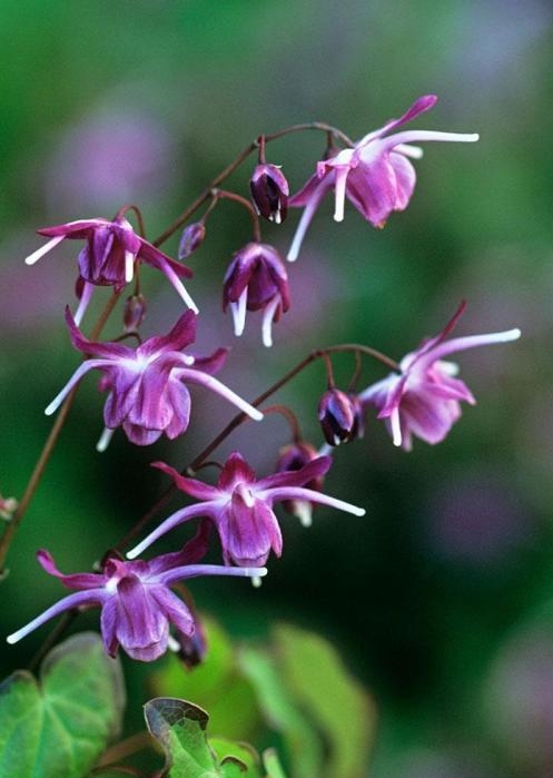 Epimedium alpinum seed