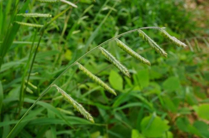 Eriochloa villosa seed