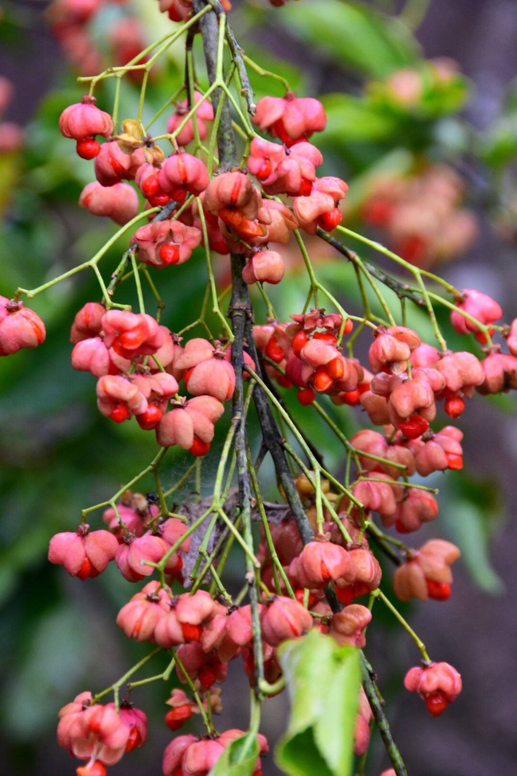 Euonymus maackii seed