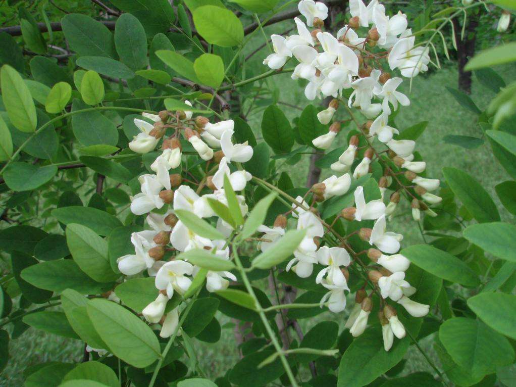 Fabaceae seed