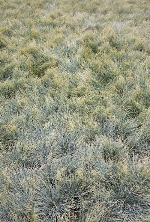 Festuca glauca seed