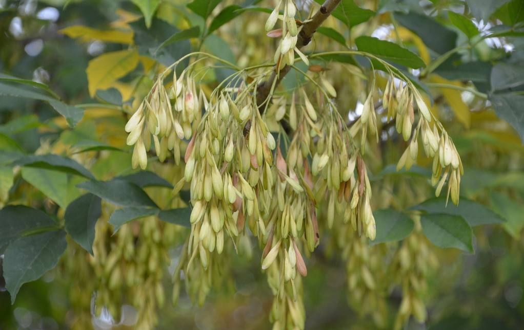 Fraxinus chinensis seed