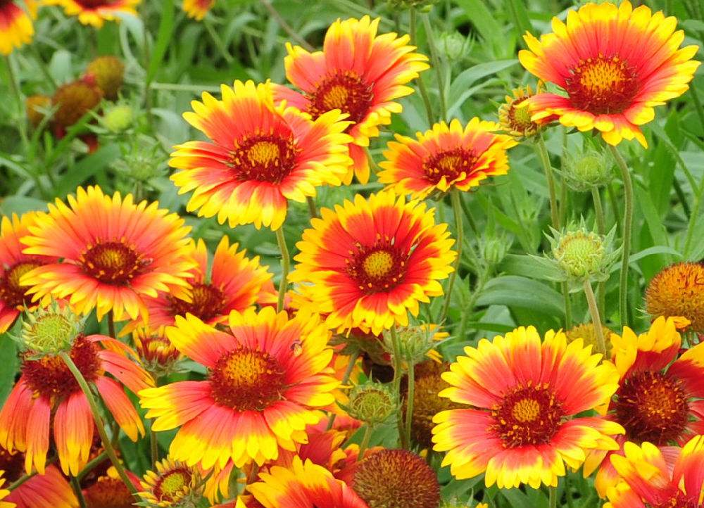 Gaillardia pulchella seed