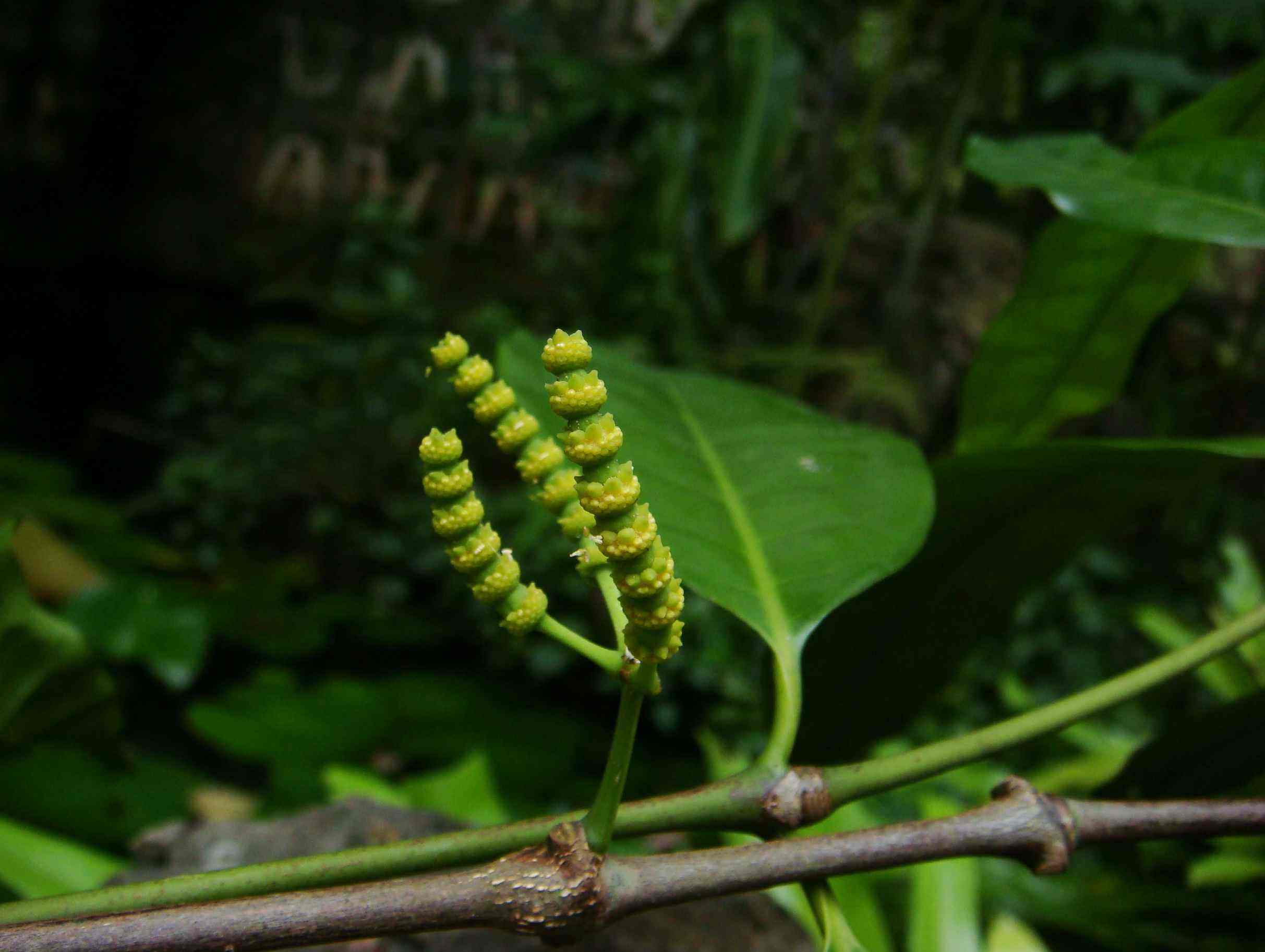 Gnetum montanum seed