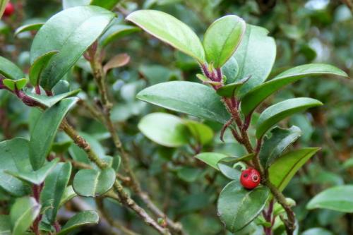 Ilex pubescens seed