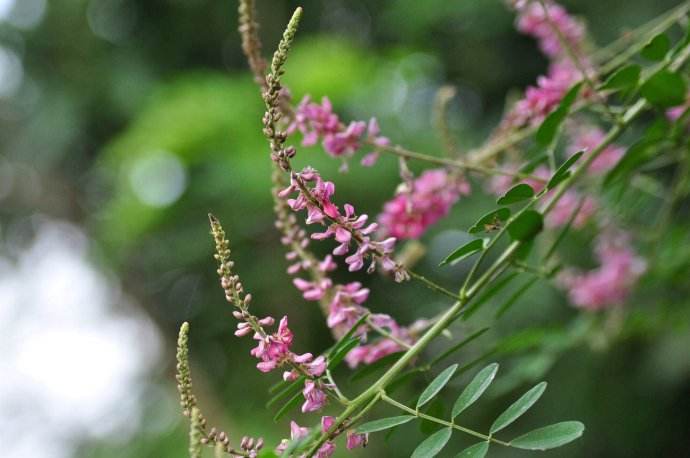 Indigofera pseudotinctoria seed