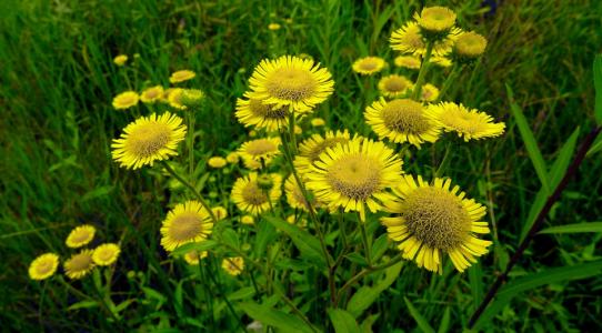 Inula britannica seed