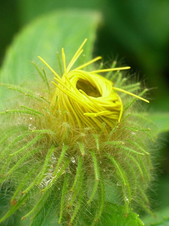 Inula conyza seed