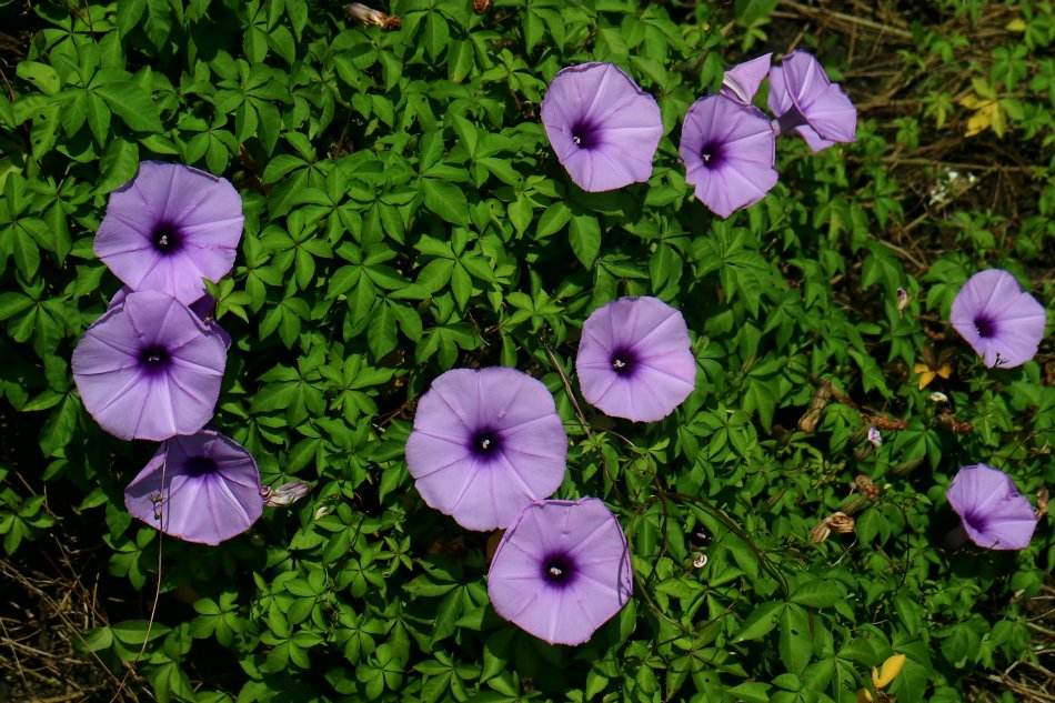 Ipomoea cairica seed