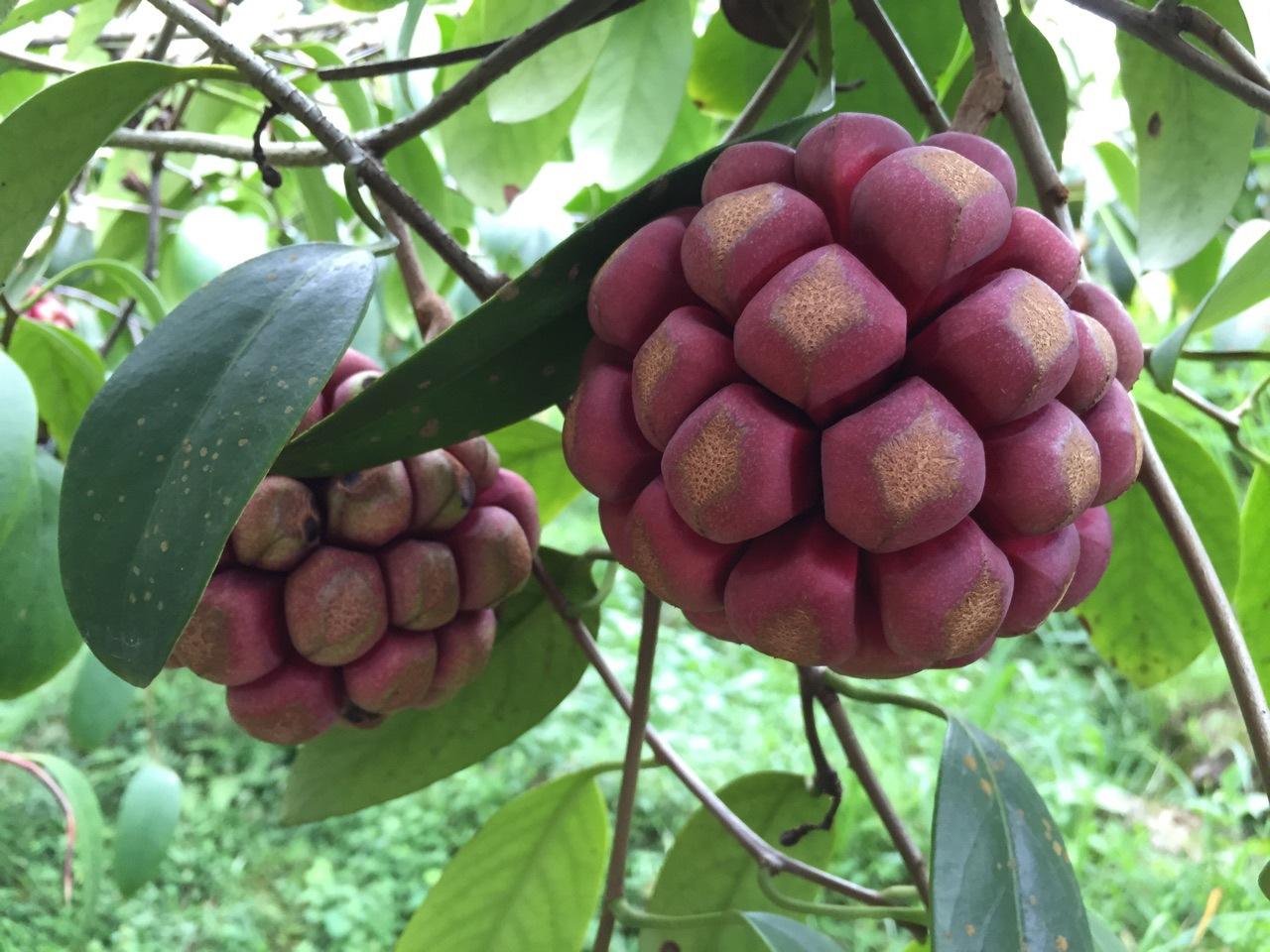 Kadsura coccinea seed