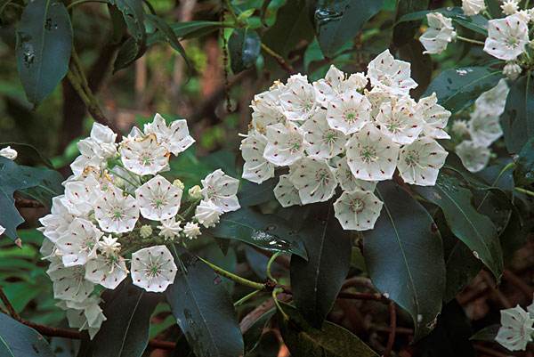 Kalmia latifolia seed