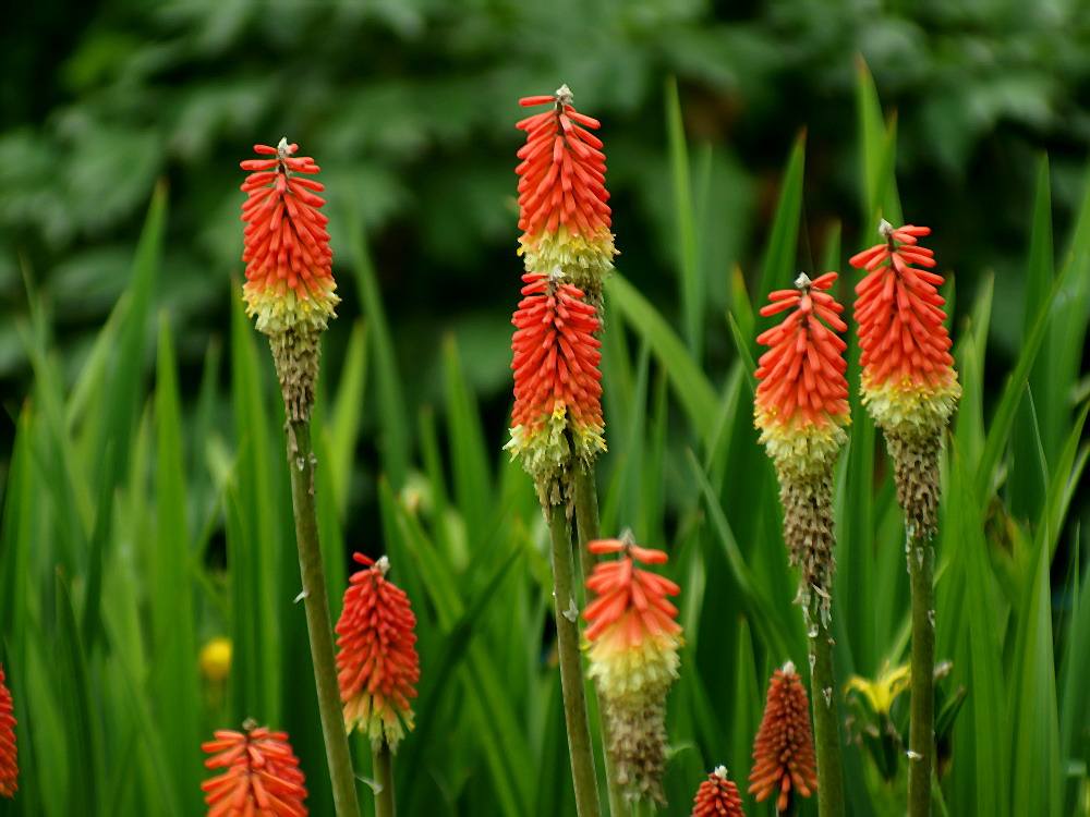 Kniphofia uvaria seed